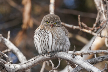 Northern Pygmy Owl