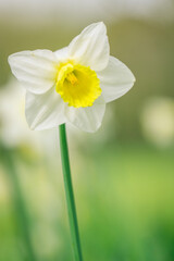 Photo of early spring daffodils, macro photography 