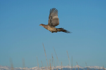Ring-necked Pheasant Hen - Flight