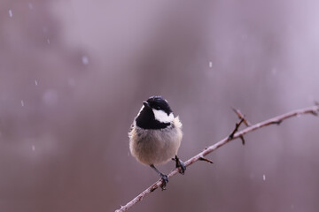 Little Coal tit sits on a branch and watches the snowflakes falling from the top..