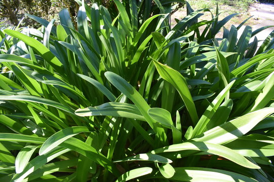 Green foliage of Agapanthus umbellatus