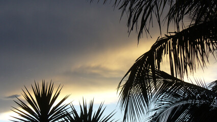 palm trees and sky