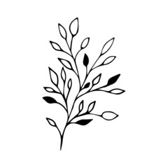 Hand drawn vector branch. Botanical decoration