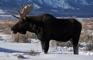 Bull Moose - Wyoming