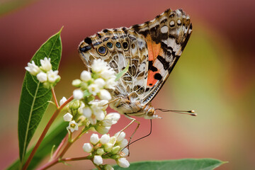 A painted butterfly feeds on a cluster of flowers.  Side view with closed wings.