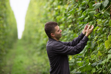 A man examines the green bean pods. The concept of agricultural industry