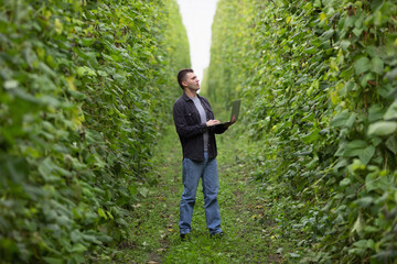Farmer with laptop on green bean plantation. Harvest of beans