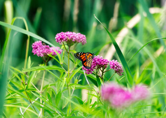A monarch butterfly is perched on swamp milkweed blooms.