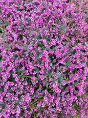 pink blooming heather for vertical floral background