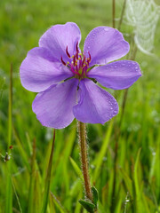 Tibouchina gracilis