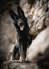 young German shepherd dog black sitting on a rock
