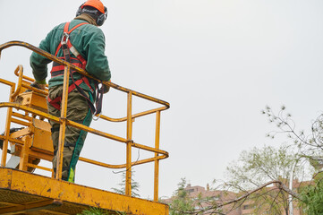 Unrecognizable lumberjack operates a crane with a hydraulic platform to be able to reach the branches of the trees that he has to cut down with a mechanical saw.