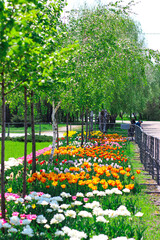 Alley in the park with birches and tulips. Park in spring. Victory Park, Zaporozhye, Ukraine