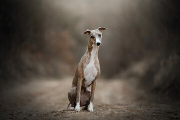 amazing Whippet dog breed portrait 