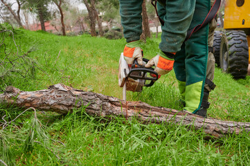 Detail of the work of an unrecognizable lumberjack cutting a tree into logs with a chainsaw