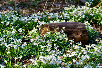 Snowdrops in the forest against a log, Coombe Abbey, Coventry, England, UK
