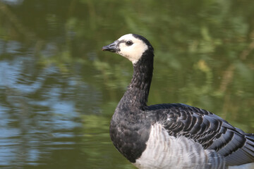 Porträt einer Weißwangengans, Nonnengans, Branta leucoposis