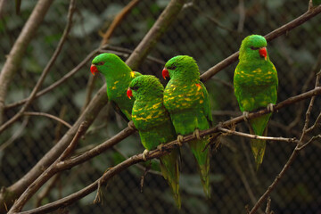 The group of scaly-breasted lorikeets (Trichoglossus chlorolepidotus) sitting on the small brown branche.