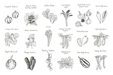 vegetables vector hand drawn illustrations set