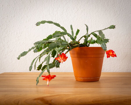 Christmas Cactus blooms on December 29th potted plant 