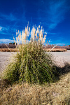 Rio Grande Dry Riverbed