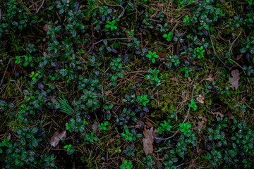 Krzaczki na ziemi  © Jadzia