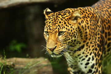 The Javan leopard (Panthera pardus melas) walking under the big branch.
