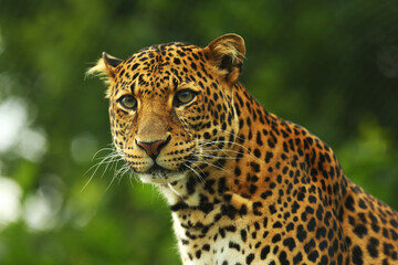 The Javan leopard (Panthera pardus melas) sitting under the big green tree.