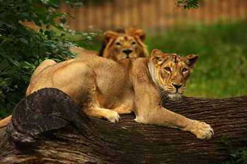 The Asiatic or Persian Lion feline (Panthera leo persica) is a subspecies of the lions.