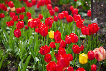Group of red tulips in the park. Spring landscape.