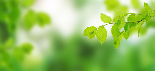 leaves on a tree branch. background with green spring leaves. close-up, green leaves in the rays of the spring sun.