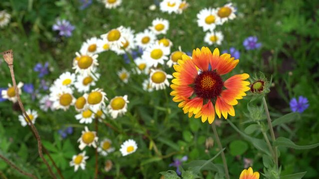 The bee pollinates garden perennial flowers of chamomile and Gaillardia. On a flower bed near the house on a sunny day. High quality 4k footage