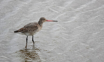 A black-tailed godwit wading in the shallows at the dge of a lake. 