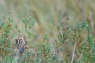 A beautiful shot of a female reed bunting perching in a bush on an autumn day. 