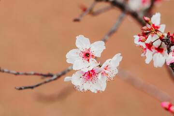 flor de cerejeira