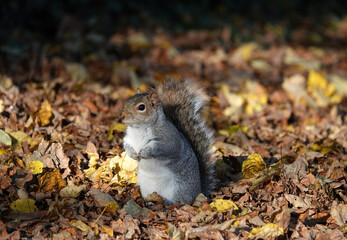 A cute shot of a grey squirrel standing on the ground amongst the autumn leaves.