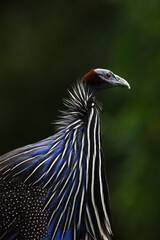 The vulturine guineafowl (Acryllium vulturinum) is the largest extant species of guineafowl.