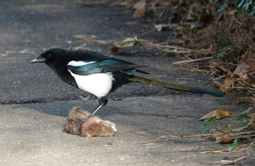 A Eurasian magpie perching on a dead brown rat in a park. 
