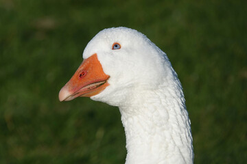 A close-up head shot of a domestic goose looking upwards against a blurred green background. 