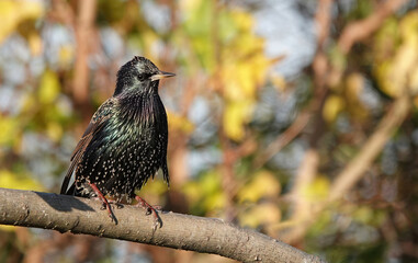 A selective focus shot of a starling perching on a branch against a colourful defocused background. 
