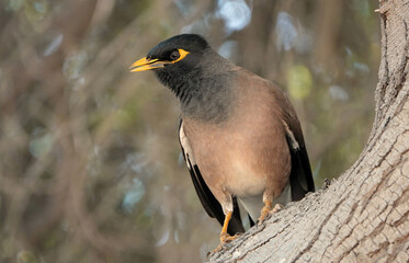 A close-up low angle shot of a common myna bird perching on a tree. 