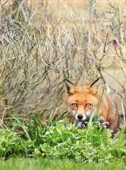 Close up of a red fox in summer