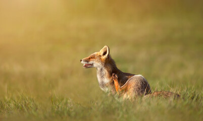 Close up of a red fox having a scratch in the morning light