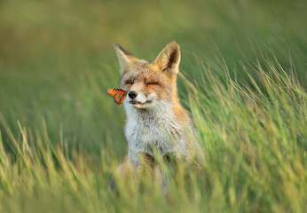 Red fox in a meadow with a butterfly sitting on a nose - Powered by Adobe