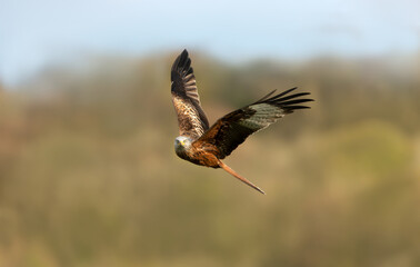 Close up of a Red kite in flight over trees in summer