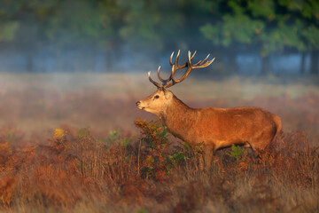 Close up of a red deer stag standing in a field of grass in autumn