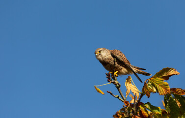 Close up of a common kestrel perched in a tree against blue sky