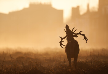 Silhouette of a red deer stag in an urban surrounding