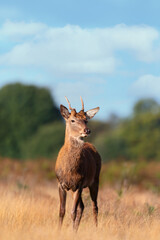 Close up of a young red deer standing in a field of grass in autumn