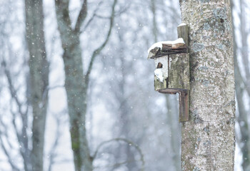Wooden bird nesting box fixed to a tree